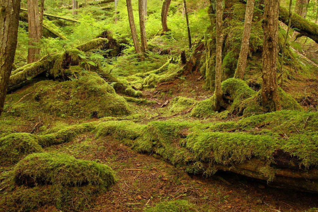 The forests full of fairy colors fascinate visitors' curiosity. click to see - Canavi