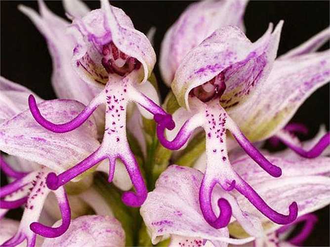 Exploring the Uncommon Blooms: 12 Rare Flowering Plants in the American Region - Bumkeo