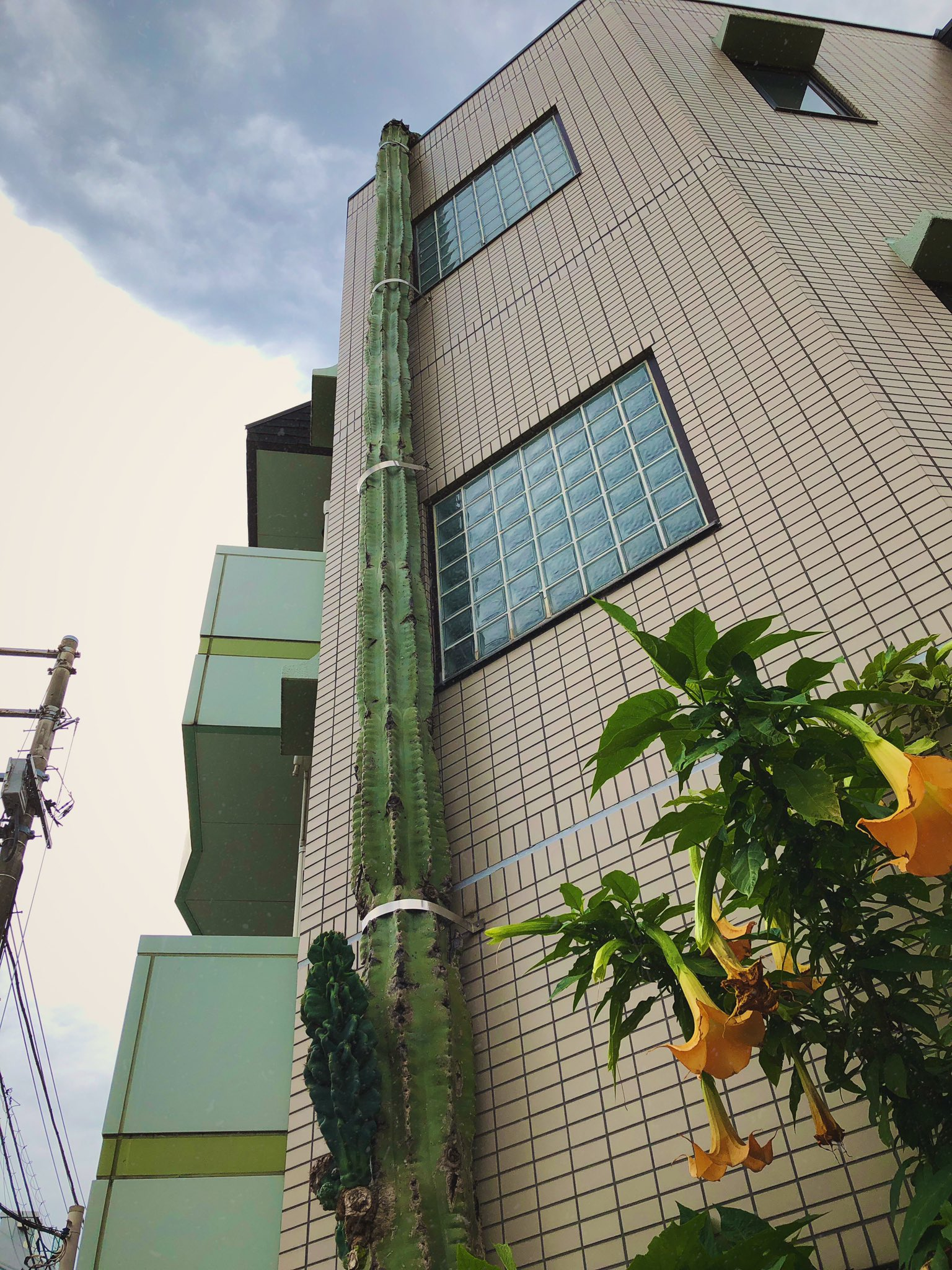 Unveiling the Majestic Wonder: Could This Be the World's Tallest Cactus?