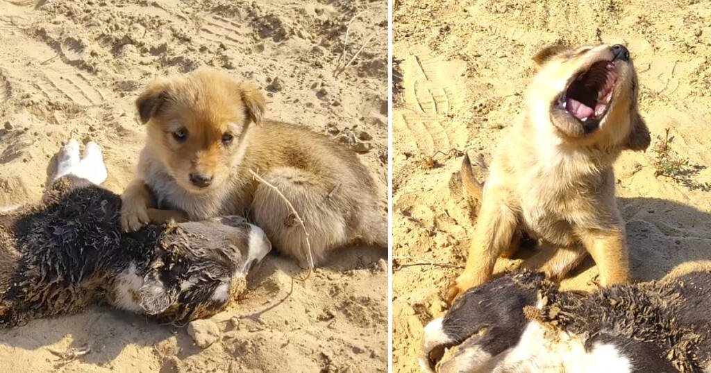 The unwavering loyalty of a devoted dog: In the midst of excruciating pain, it heartbreakingly refuses to leave its deceased brother's side. - Puppies Love