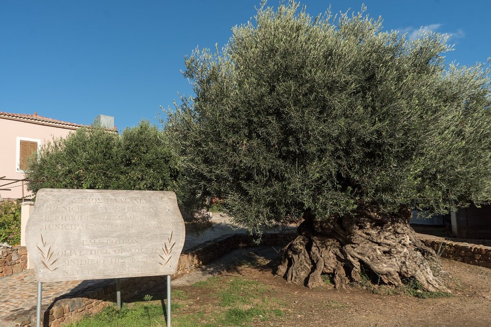 This Olive Tree in Greece is Considered the Oldest in the World With an Estimated Age of 4,000 years