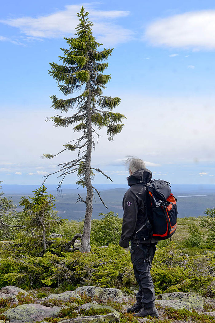 It may not be much to look at but at 9,000 years old, this is the world’s oldest tree