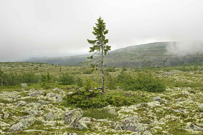 It may not be much to look at but at 9,000 years old, this is the world’s oldest tree