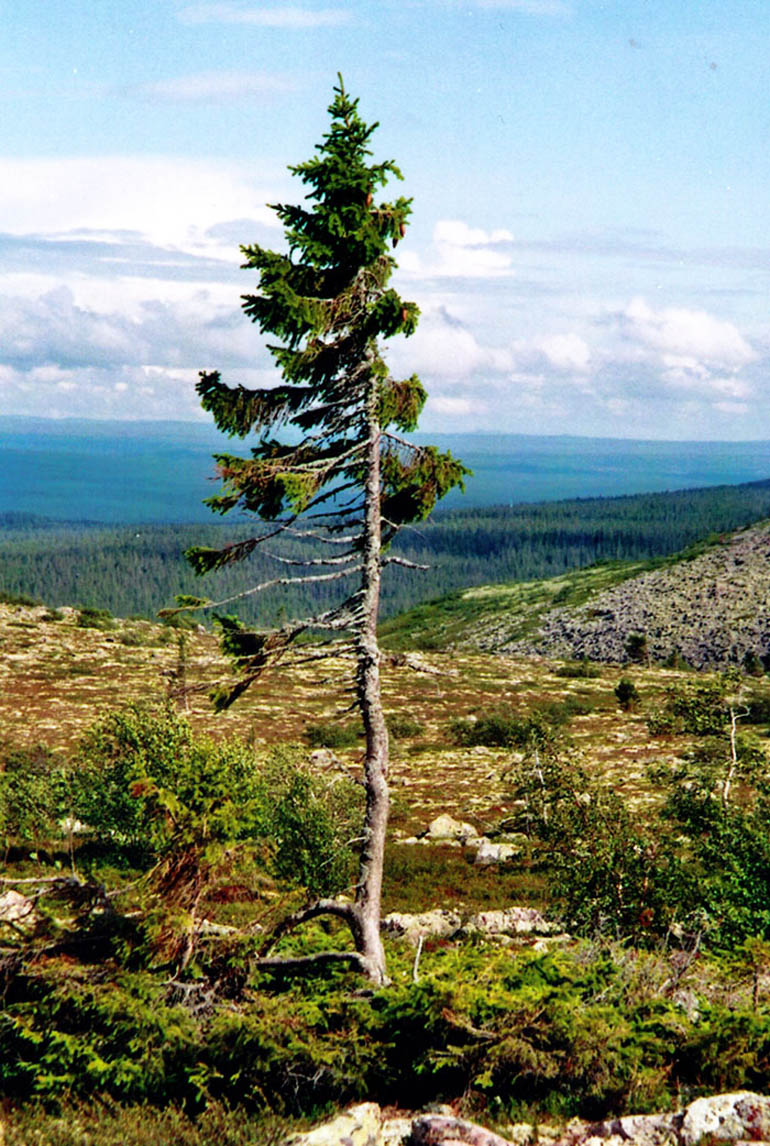 It may not be much to look at but at 9,000 years old, this is the world’s oldest tree