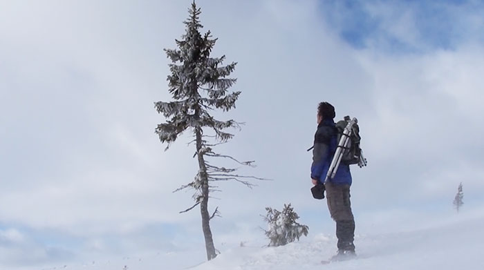 It may not be much to look at but at 9,000 years old, this is the world’s oldest tree