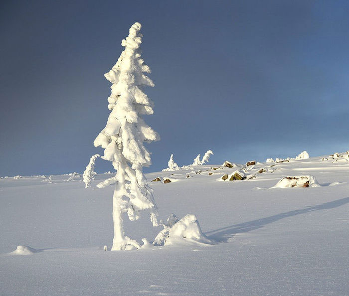 It may not be much to look at but at 9,000 years old, this is the world’s oldest tree