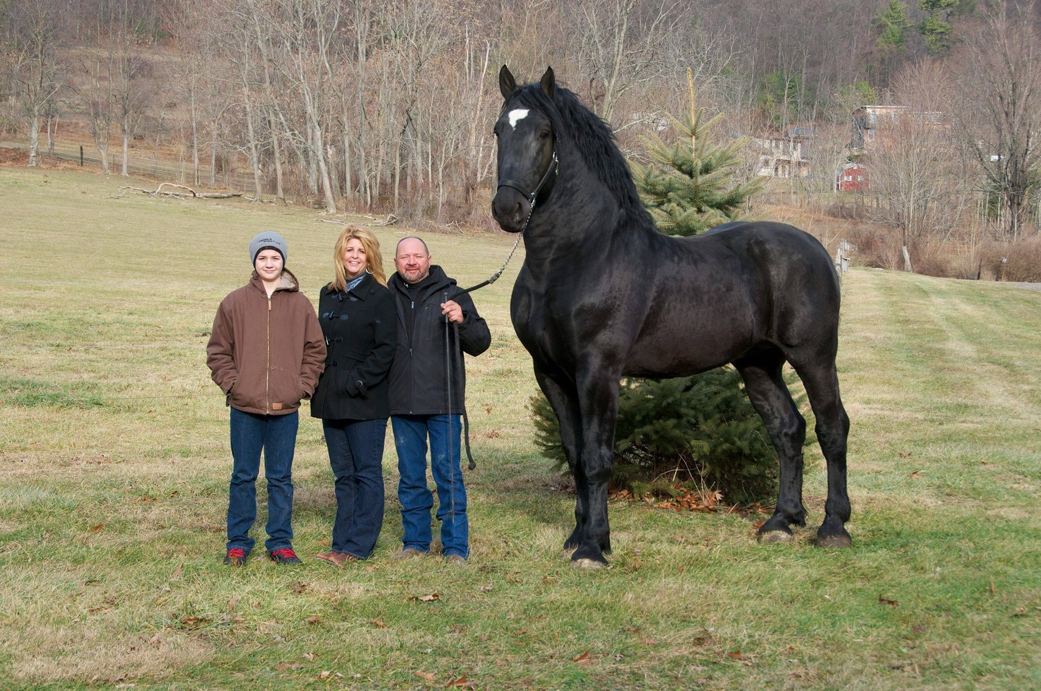 8 Fascinating Facts About The Giant Percheron Horse Breed