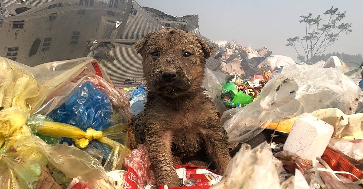 Abandoned Puppy Rescued From Garbage Truck Empties, Finds New Home With Caring Family - A Heartwarming Tale