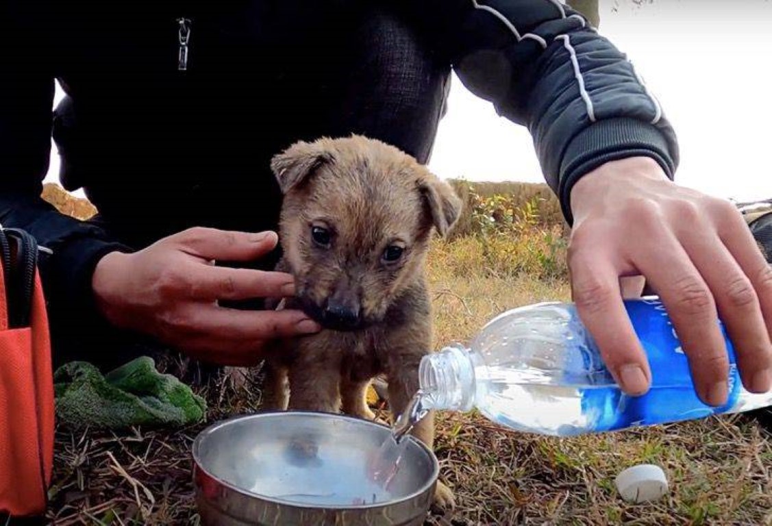 Abandoned Puppy Rescued From Garbage Truck Empties, Finds New Home With Caring Family - A Heartwarming Tale