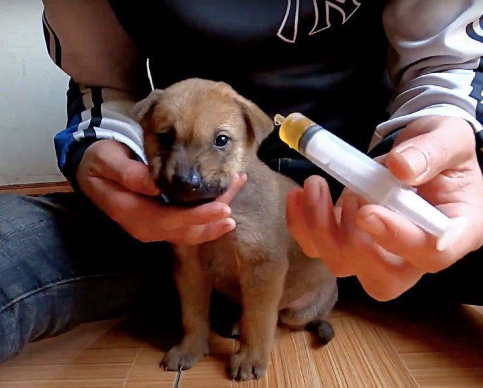 Abandoned Puppy Rescued From Garbage Truck Empties, Finds New Home With Caring Family - A Heartwarming Tale