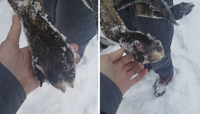 "My Heartwarming Encounter: Saving a Pup from the Freezing Cold Due to Irresponsible Owners"