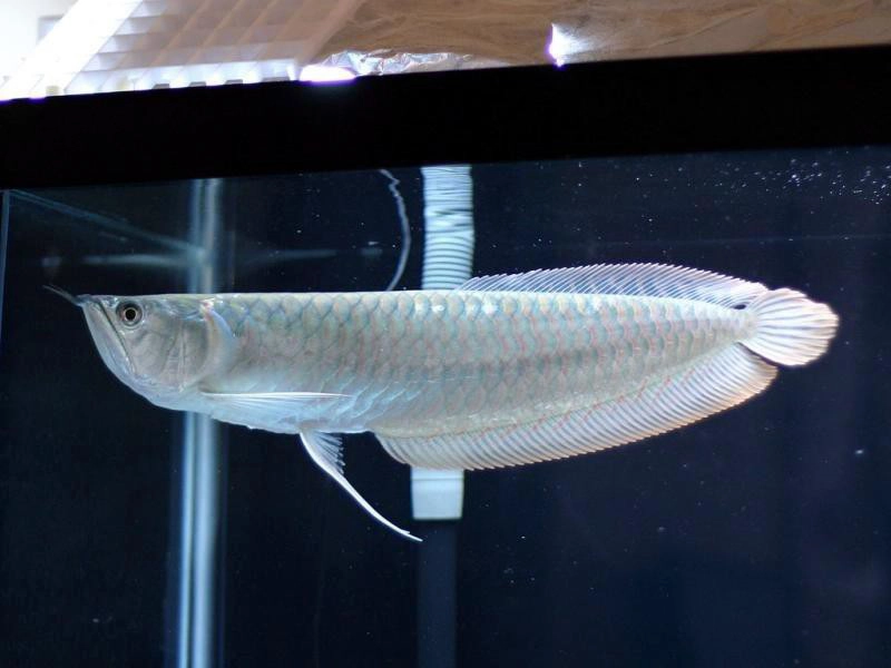 A Jewel of Freshwater Fish” – News Breaking