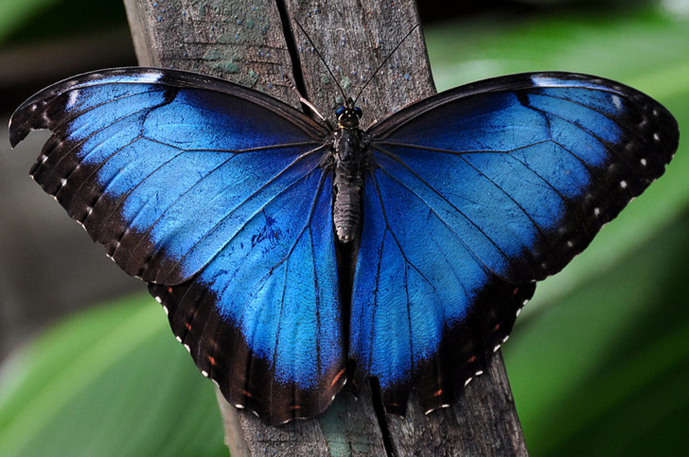 Pictures of blue butterflies the size of a hand, dubbed "charming creatures" - Buzz News