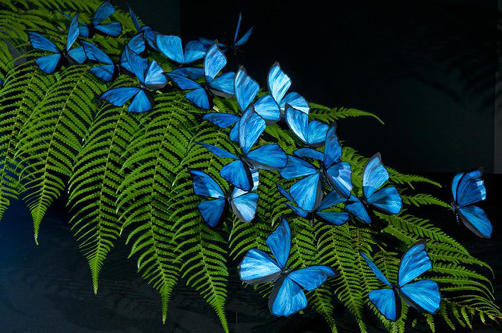 Pictures of blue butterflies the size of a hand, dubbed "charming creatures" - Buzz News