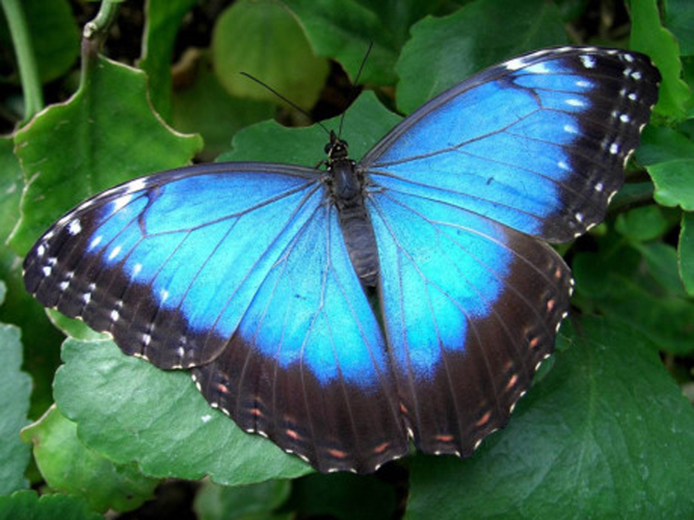 Pictures of blue butterflies the size of a hand, dubbed "charming creatures" - Buzz News