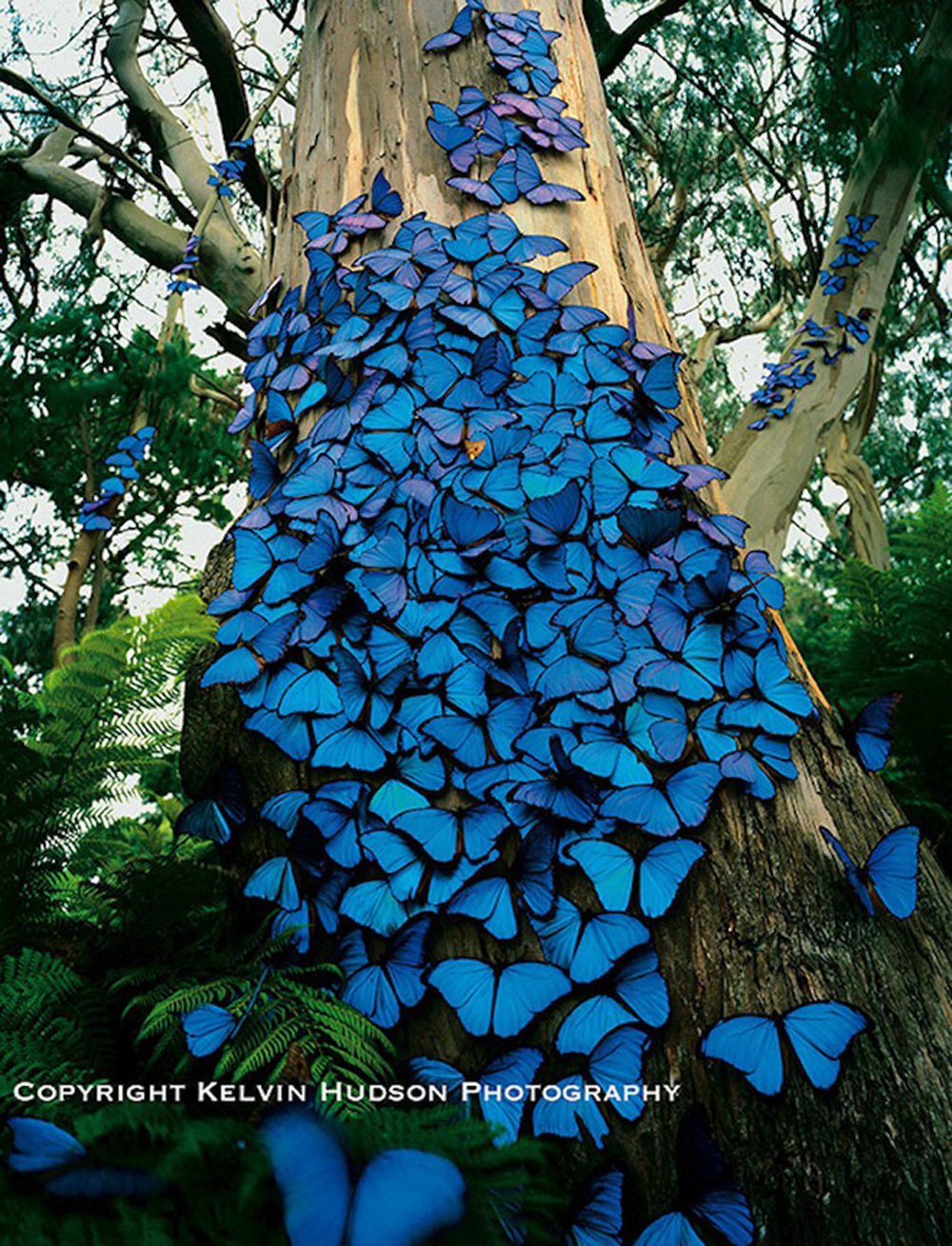 Pictures of blue butterflies the size of a hand, dubbed "charming creatures" - Buzz News