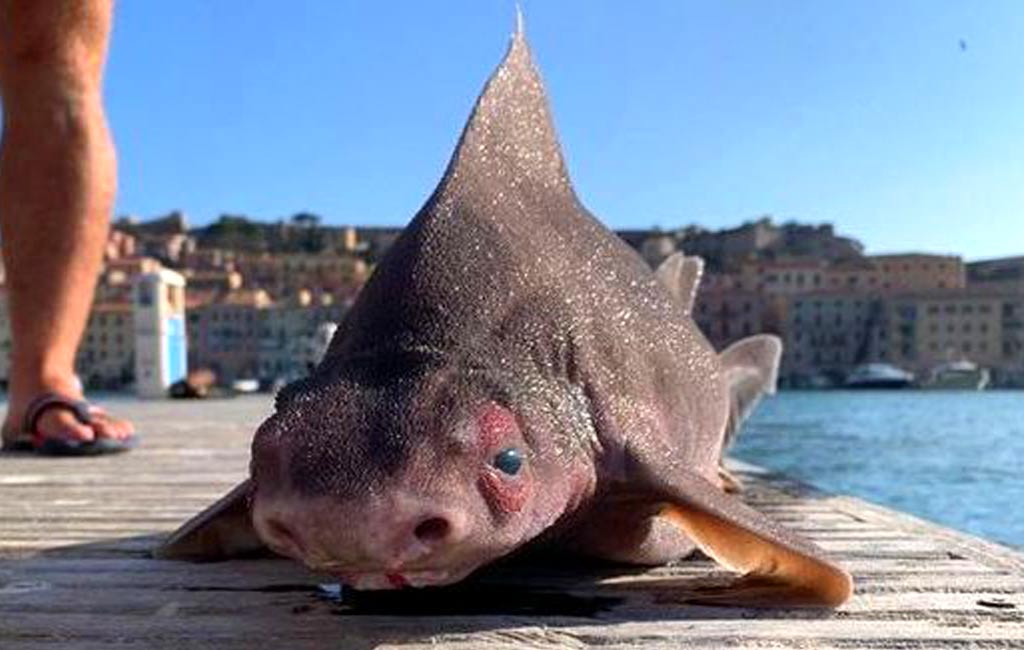 Bizarre giant pig-faced shark pulled out of water by stunned sailors