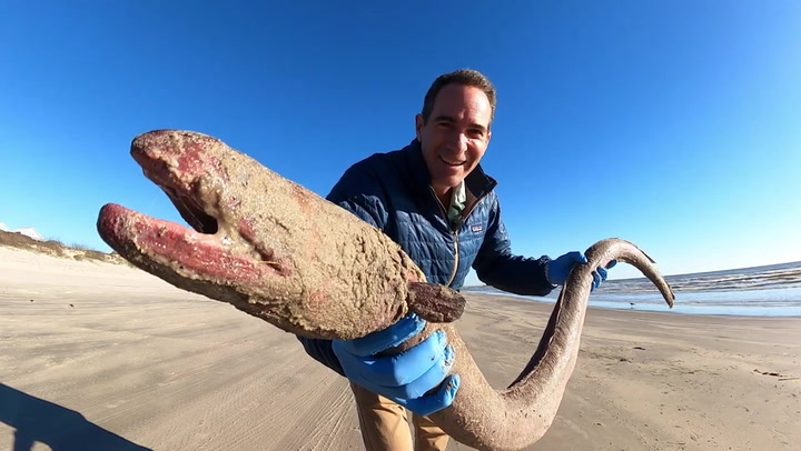 Rare 4-foot 'creature' washes up on coast despite usually living in rivers