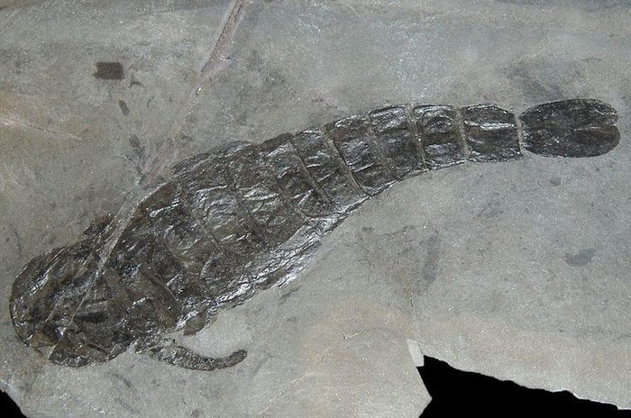 Astonishing Discovery: Prehistoric Sea Scorpion, Extinct for Millions of Years, Unearthed in Australia at an Impressive Length of 2 Meters.hoa - New Lifes