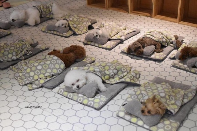 "Boundless Joy and Warmth: Adorable Puppies Snuggle Up at Doggy Daycare"