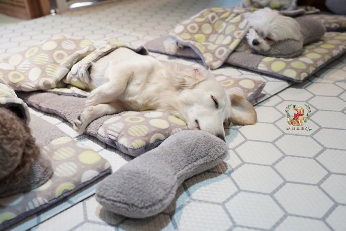 "Boundless Joy and Warmth: Adorable Puppies Snuggle Up at Doggy Daycare"