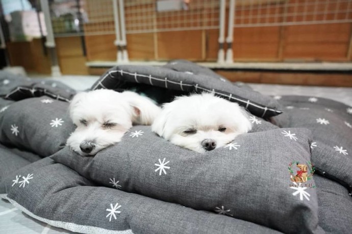 "Boundless Joy and Warmth: Adorable Puppies Snuggle Up at Doggy Daycare"