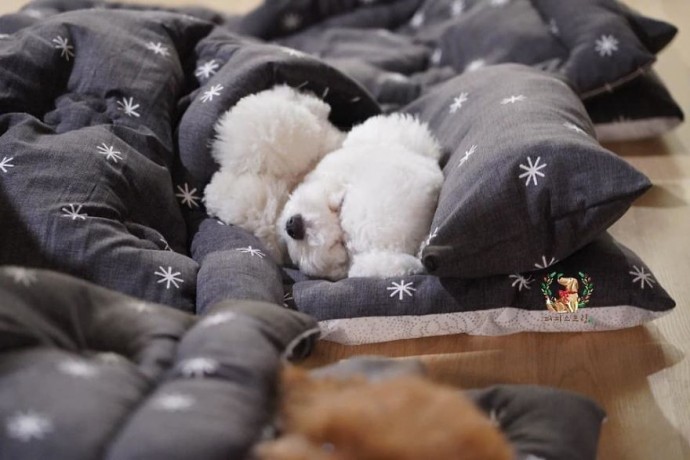 "Boundless Joy and Warmth: Adorable Puppies Snuggle Up at Doggy Daycare"