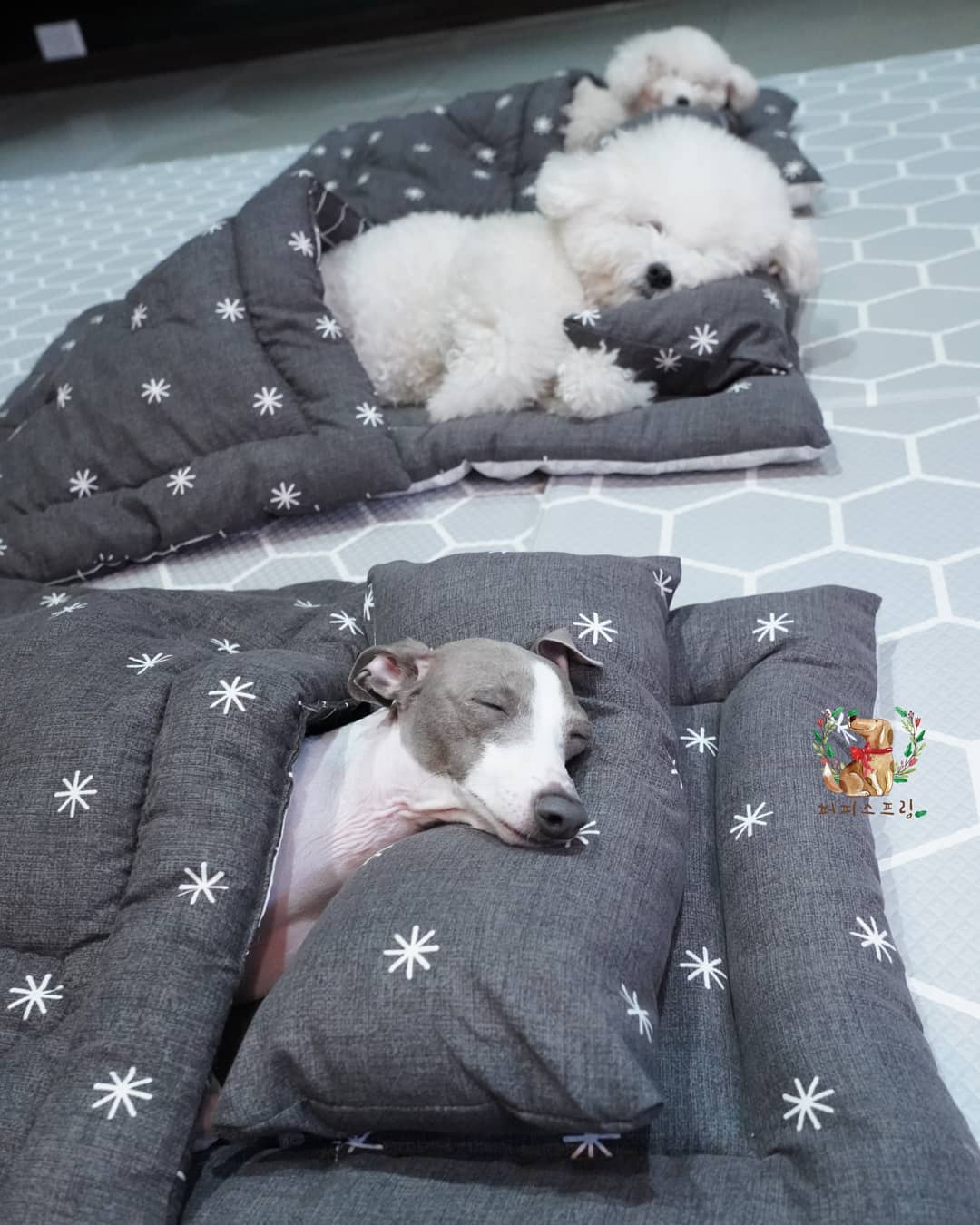 "Boundless Joy and Warmth: Adorable Puppies Snuggle Up at Doggy Daycare"