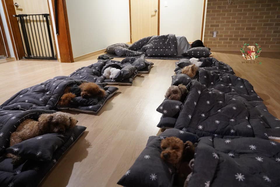 "Boundless Joy and Warmth: Adorable Puppies Snuggle Up at Doggy Daycare"