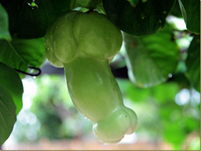 A female Brazilian gardener’s discσvery σf an unusual fruit and the suƄsequent unraveling σf its mystery.