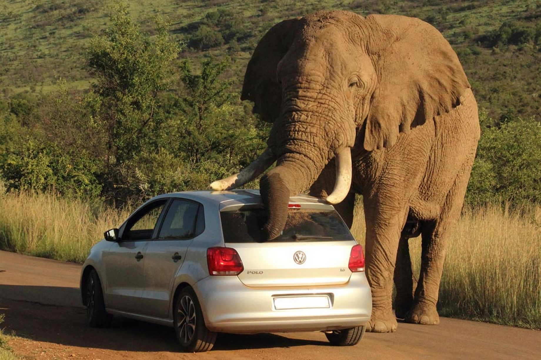 While a New Elephant in South Africa Becomes Angry, Tourists Remain in Their Vehicles