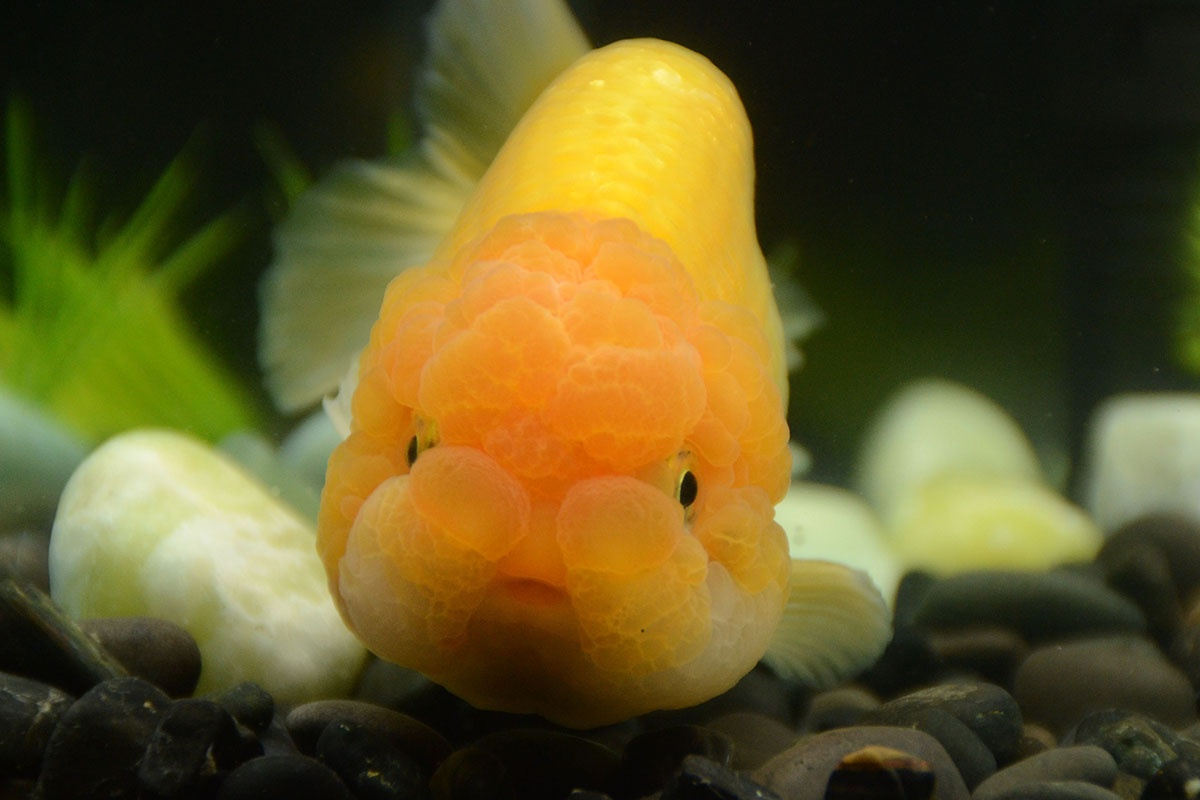 Ranchu Goldfish – The Unique Beauty of the Aquatic World – News Breaking