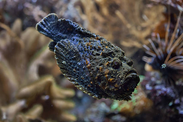 Darwin beachgoer spots most venomous fish in WORLD washed up on the beach - and nearly stepped on it