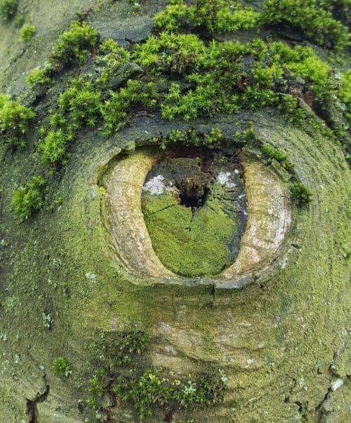 Revealing the Alluring Gaze of Nature through its Enigmatic Eyes - Buzz News