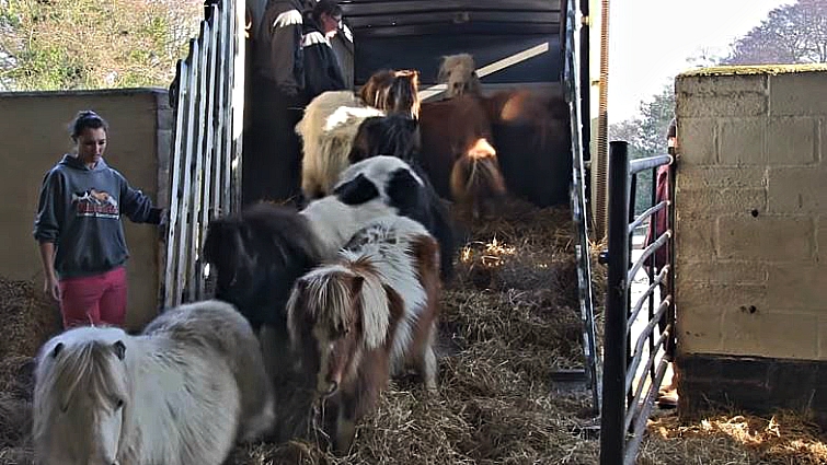 Shetland Pony Family Gets Rescued By Kind People