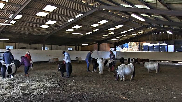 Shetland Pony Family Gets Rescued By Kind People