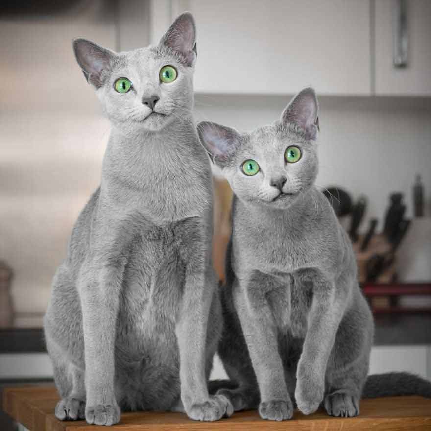 "Captivating Gaze: Get to Know Two Russian Blue Felines with Enchanting Eyes" - Yeudon