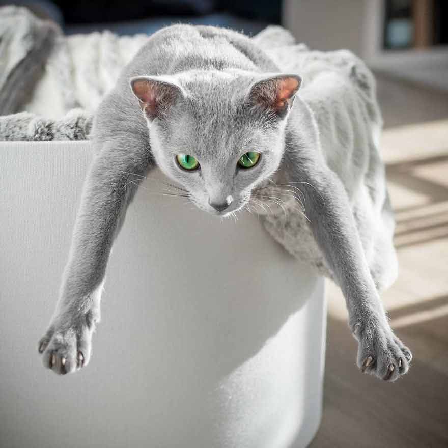 "Captivating Gaze: Get to Know Two Russian Blue Felines with Enchanting Eyes" - Yeudon