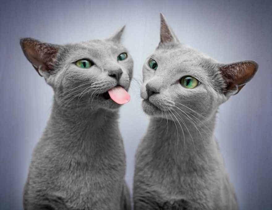 "Captivating Gaze: Get to Know Two Russian Blue Felines with Enchanting Eyes" - Yeudon