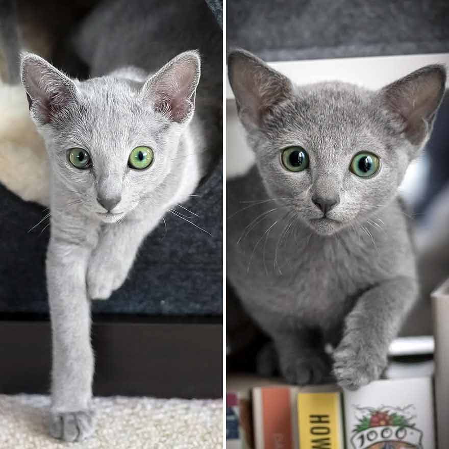 "Captivating Gaze: Get to Know Two Russian Blue Felines with Enchanting Eyes" - Yeudon