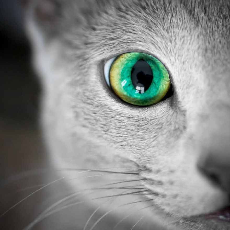 "Captivating Gaze: Get to Know Two Russian Blue Felines with Enchanting Eyes" - Yeudon