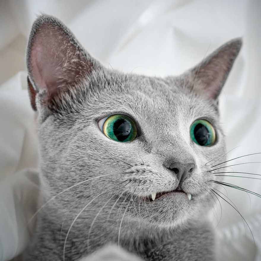 "Captivating Gaze: Get to Know Two Russian Blue Felines with Enchanting Eyes" - Yeudon