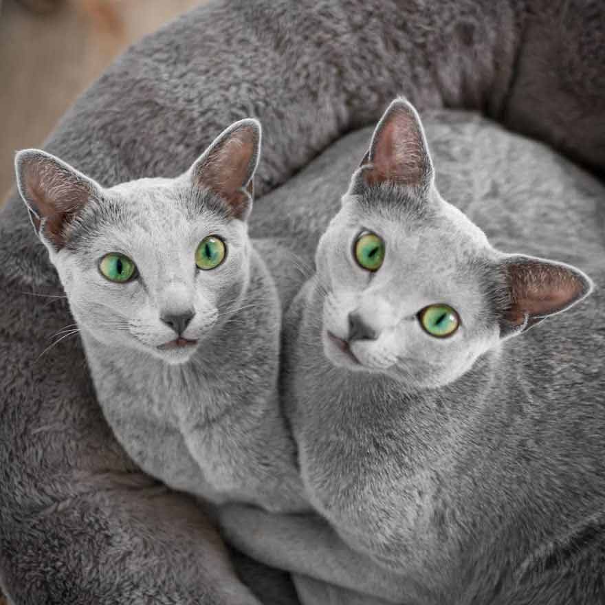 "Captivating Gaze: Get to Know Two Russian Blue Felines with Enchanting Eyes" - Yeudon