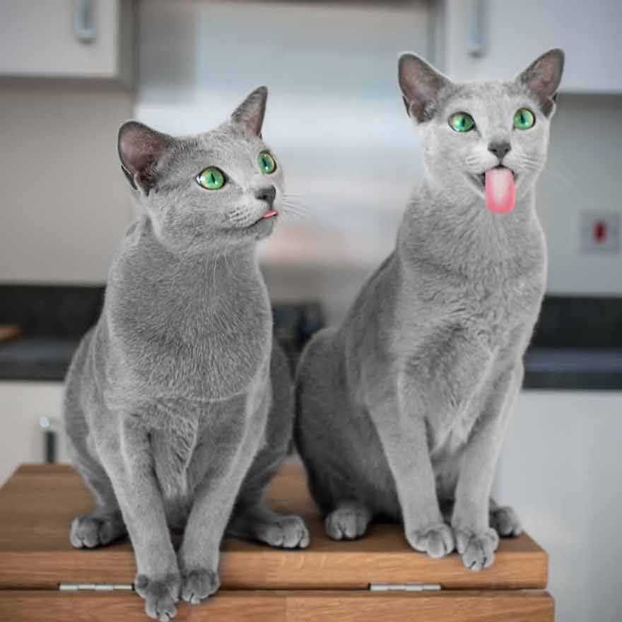 "Captivating Gaze: Get to Know Two Russian Blue Felines with Enchanting Eyes" - Yeudon