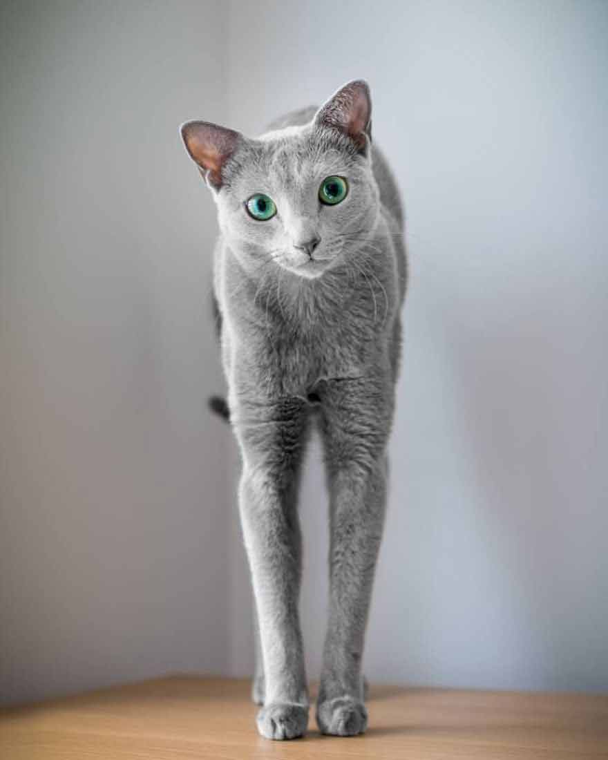 "Captivating Gaze: Get to Know Two Russian Blue Felines with Enchanting Eyes" - Yeudon