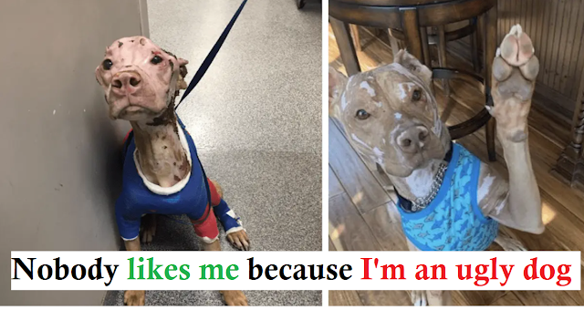 "Against All Odds: The Inspiring Tale of a Pit Bull's Recovery and the Love He Brings to Our Hearts"
