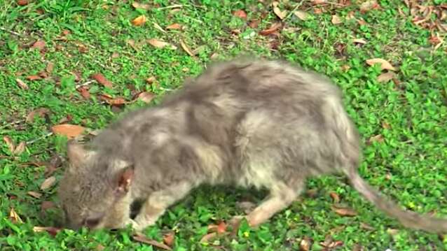 A Petite 'Wolf Pup' Discovered in Housing Complex Simply Craved for Some Cuddles - Yeudon