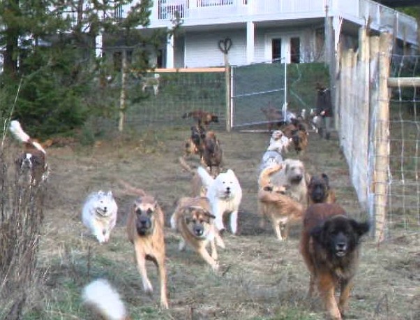 Man constructs a 4-acre fenced area for his 45 rescued dogs to play and run. tam - New Lifes