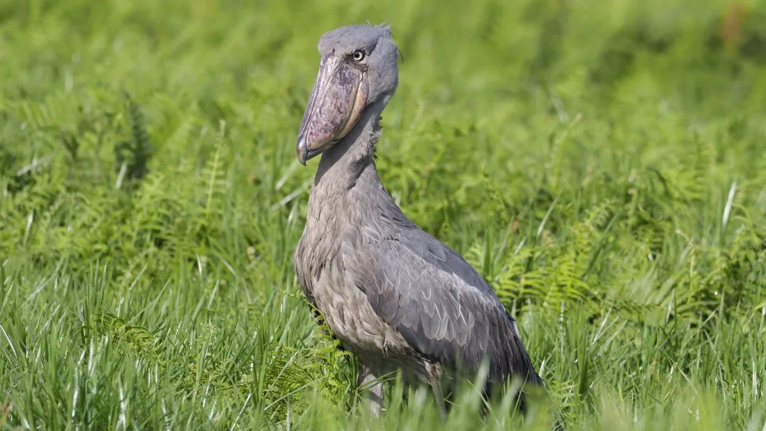 What Makes The Freaky Shoebill Stork So Strange?