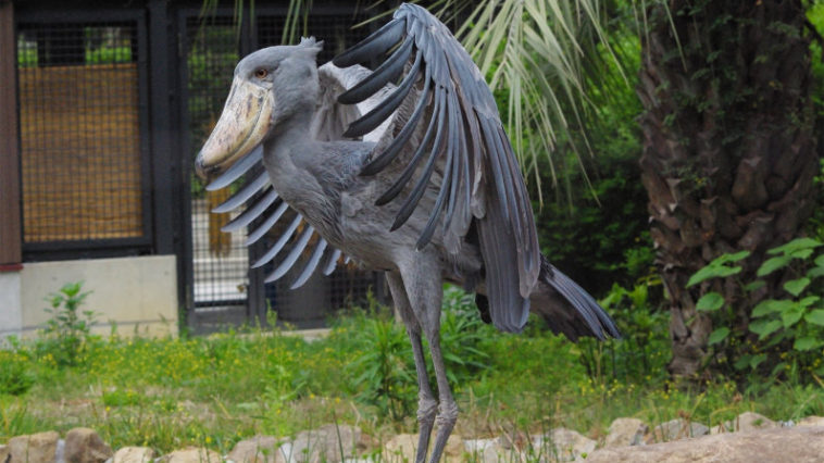 What Makes The Freaky Shoebill Stork So Strange?